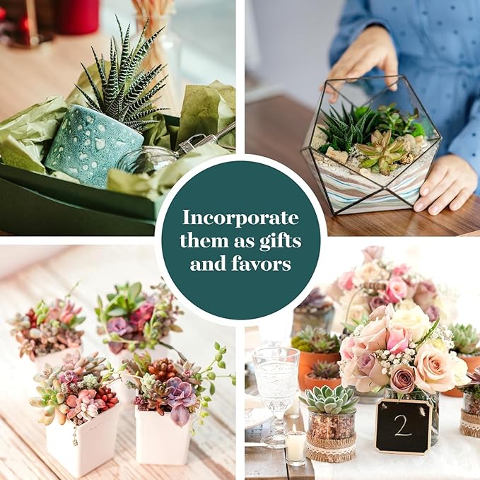 Shop Succulents Assorted Succulent Plant Pack Collection - Live Mini Succulent Plants, Low Maintenance, Mixture of Colors & Textures - Wedding and Party Favors, Gift & Garden, Pack of 256