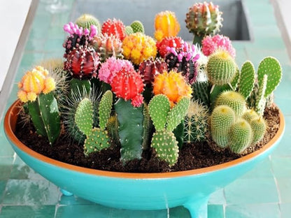 Seeds Succulent Cactus Cacti Variety Mix - 25 Seeds