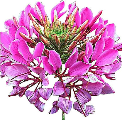 Mauve Queen Cleome - Spider Plants - Nectar Flower for Monarch Butterflies - 1000 Seeds