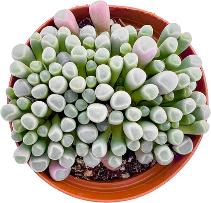 Live Succulents 'Baby Toes' (4-inch), Succulent Plants Fully Rooted in Pots with Soil, Easy-Care House Plant for DIY, Home Office Decor, Wedding Party Favor