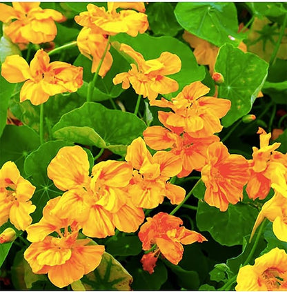 Red and Yellow Climbing Nasturtium Seeds - 60 Seeds
