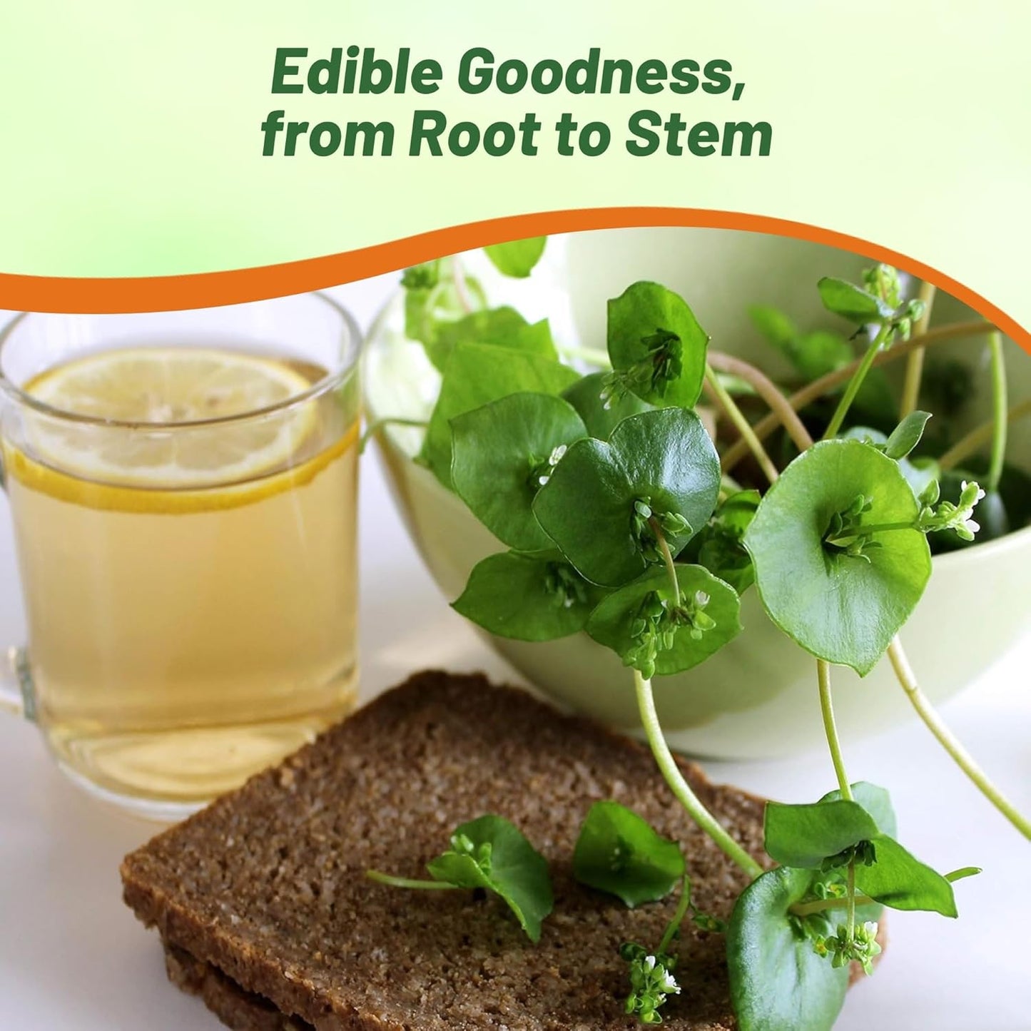 Outsidepride Winter Purslane Seeds for Planting - 10,000 Pcs Annual, Easy to Grow, Vitamin-Rich & Drought Tolerant Succulent Seeds for Culinary, Xeriscaping, Containers & Hanging Baskets