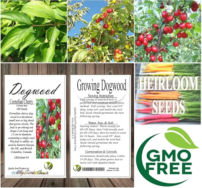 Cedar, Dogwood, Pine, Redwood, Spruce, Tree Seed by MySeeds.Co, You Choose The Color n Quantity (1 Pack, Cornelian Cherry - Big Pack)