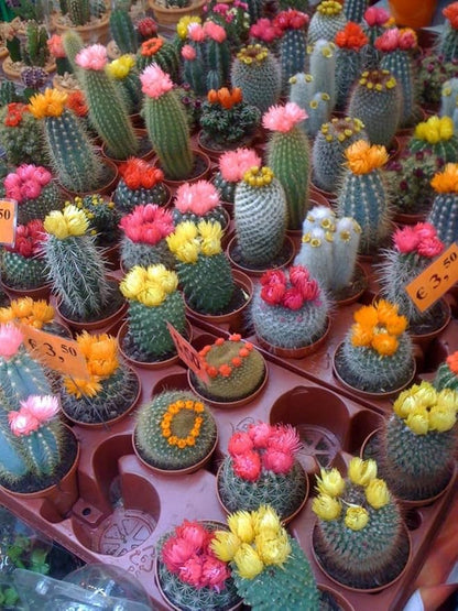 25+ Seeds Cactus Rare Succulents Cacti - Flower Mix