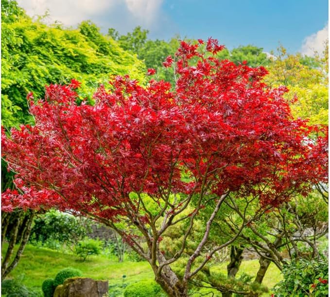 Red Japanese Maple Trees 2-Pack – Live Plants, 2-3 Ft Tall, Stunning Foliage