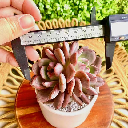 FWPP Live Succulent Echeveria Ariel,3.5 Inches Mini Red Succulents Plants Live,Bare Root Without Pot Soil,Rare House Plants for Gift Party Wedding Garden Baby Shower DIY Decor