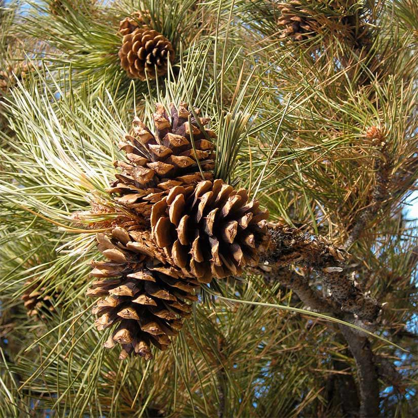 Ponderosa Pine Live Tree Plug Seedlings | 6"-12" | Arbor Day Foundation - (Due to Agricultural Laws, Unavailable to AZ, CA, ID, ME, MT or UT) (3-Pack)