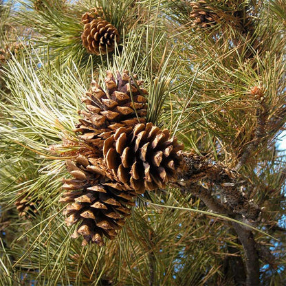 Ponderosa Pine Live Tree Plug Seedlings | 6"-12" | Arbor Day Foundation - (Due to Agricultural Laws, Unavailable to AZ, CA, ID, ME, MT or UT) (3-Pack)