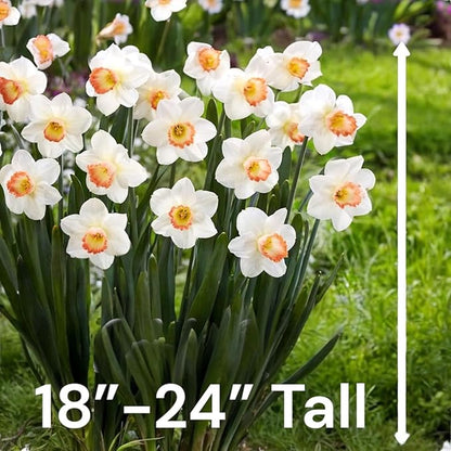 Pink & White Dutch Daffodil Flowers – 6 Bulbs + Bonus Hummingbird Feeder | Large Cupped Perennials - Spring Bloom | Hardy in Zones 3–8 | Butterfly & Bee Attracting-Deer Resistant