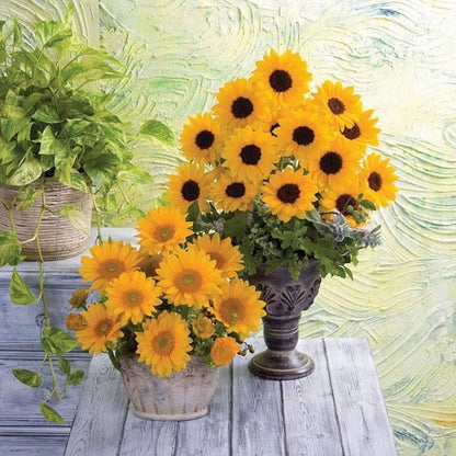 Park Seed Vincent’s Choice Sunflower Seeds – Pollen-Free Upward-Facing Golden Blooms, Easy to Grow Long-Season Variety for Cutting and Companion Gardens, Pack of 25