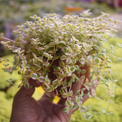 Sprout N Green 4" Sedum Little Missy Variegated, Live Trailing Succulent Fully Rooted in Pots, Rare House Plant for Home Office Wedding Hanging Decoration, DIY Projects, Party Favor