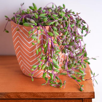 4" Ruby Necklace | Othonna capensis L.H.Bailey, Live Succulent Fully Rooted in Pots, Purple Hanging Trailing House Plant for Home Office Wedding Decoration DIY Project Party Favor