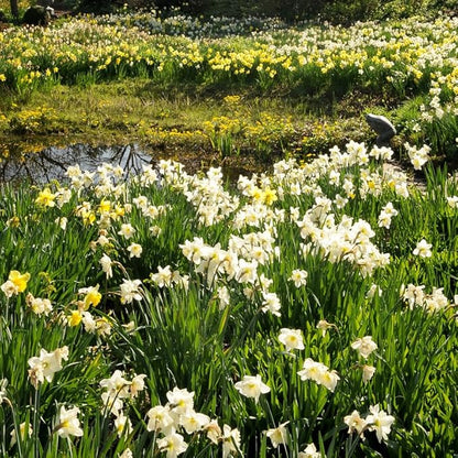 Wholesale Mixed Daffodil Flower Bulbs - 500+ Bulbs per Pack - Deer Resistant - Good as Cut Flowers - Good For Indoor Forcing - Naturalizing - Perennializing - Easy to Grow Live Plants - Outdoor Garden