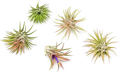 12 Pack Air Plants Ionantha Mexican-Colors and Shape Varies Due to Seasonality-Live Tillandsia Succulent for House Air Plants Holder-Available in Wholesale and Bulk-Easy Care Indoor and Outdoor Plants