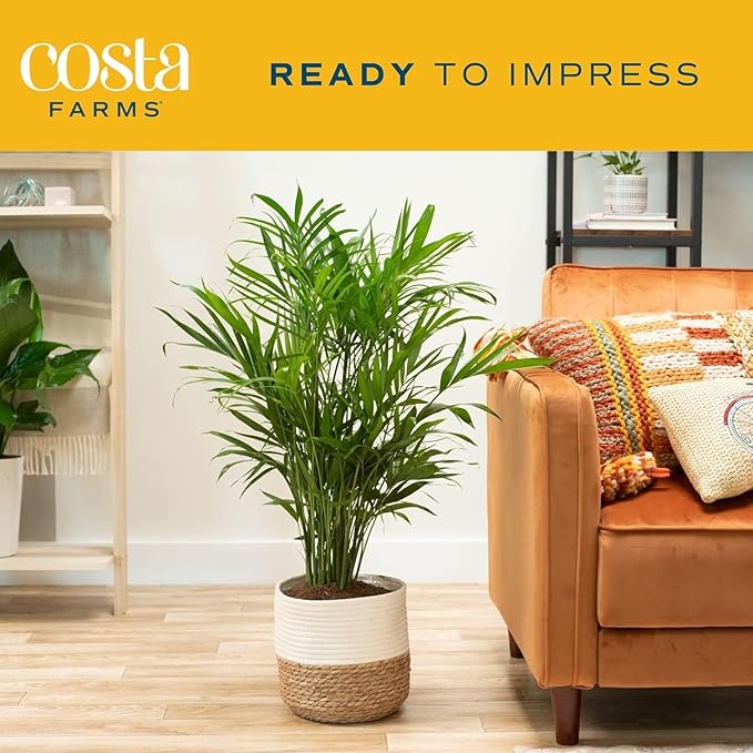 Costa Farms Cat Palm, Live Indoor Houseplant in Décor Planter, Tree-Like Floor House Plant Potted in Soil, Housewarming Gift for New Home, Living Room or Office Decor, Patio Decor, 3-4 Feet Tall