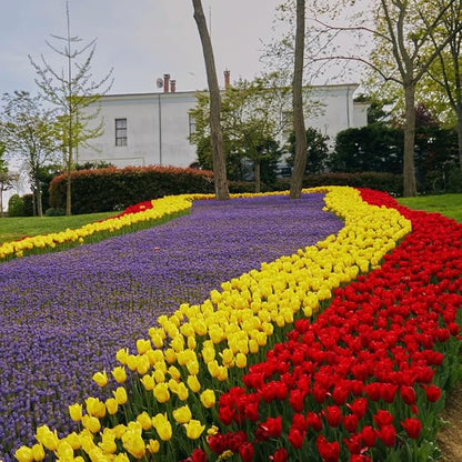 10 Tulip Bulbs for Fall Planting Bulk, Tulip Bulb, Perennial Flower Bulbs for Garden Growing, Tulip Bulbs Bulk (Mix)