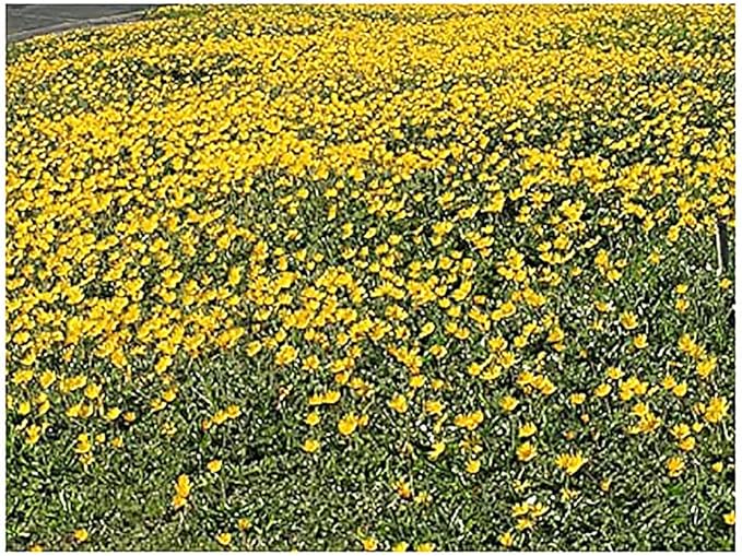 23,000 Goldfields Seeds - Carpet of Low Growing Yellow Daisy Type of Wildflower for Sandy and Dry Clay Soils