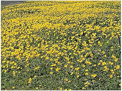 23,000 Goldfields Seeds - Carpet of Low Growing Yellow Daisy Type of Wildflower for Sandy and Dry Clay Soils