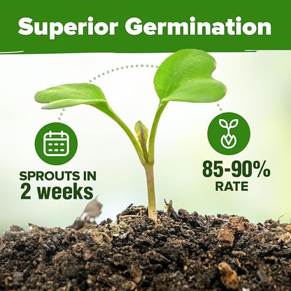 HOME GROWN 30 Herb Seeds for Planting 9,500+ Non-GMO Heirloom Seeds | Extra Large Variety Pack Herb Kit – Indoor Outdoor & Hydroponic | Culinary Seed Set | Grow Your Own Herbs | Gardening Gift