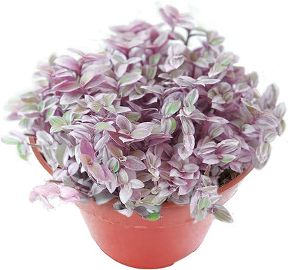 Sprout N Green Rare Succulent Callisia repens 'Pink Lady', 1 Live Succulent Plant Fully Rooted, House Plant for Indoor Outdoor Home Office Wedding Decoration DIY Project Party Favor