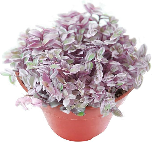 Sprout N Green Rare Succulent Callisia repens 'Pink Lady', 1 Live Succulent Plant Fully Rooted, House Plant for Indoor Outdoor Home Office Wedding Decoration DIY Project Party Favor