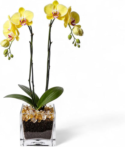 Live Yellow Double Stem Phalaenopsis Orchid Plant with Citrine Quartz - Premium Flowering Houseplant for Home Office Decor, Easy Care Live Plant