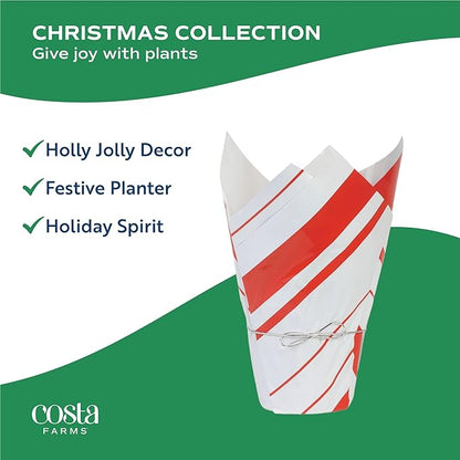 Costa Farms Live Christmas Tree, Norfolk Island Pine in Holiday Gifting Wrap Plant Pot, Houseplant Christmas Decoration, Christmas Gift or Room Decor, 18-20 Inches Tall