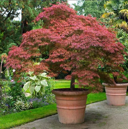 Red Japanese Maple Trees 2-Pack – Live Plants, 2-3 Ft Tall, Stunning Foliage