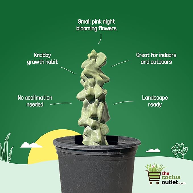 Cactus Outlet - Totem Pole Live Cactus, Cactus Plants Live, Live Plants Indoor & Outdoor Use 12-18” - Rare Large Live Cactus - Landscape Ready Large Cactus Plant Live Delivered Right to Your Door