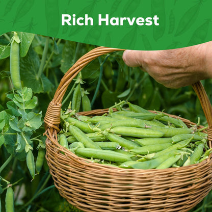 Sugar Snap Pea Seeds for Planting - Heirloom, Non-GMO, Open Pollinated - Sweet & Crunchy Edible Pods for Fresh Eating - Easy Grow Vertical Vine for Containers, Trellis & Home Garden