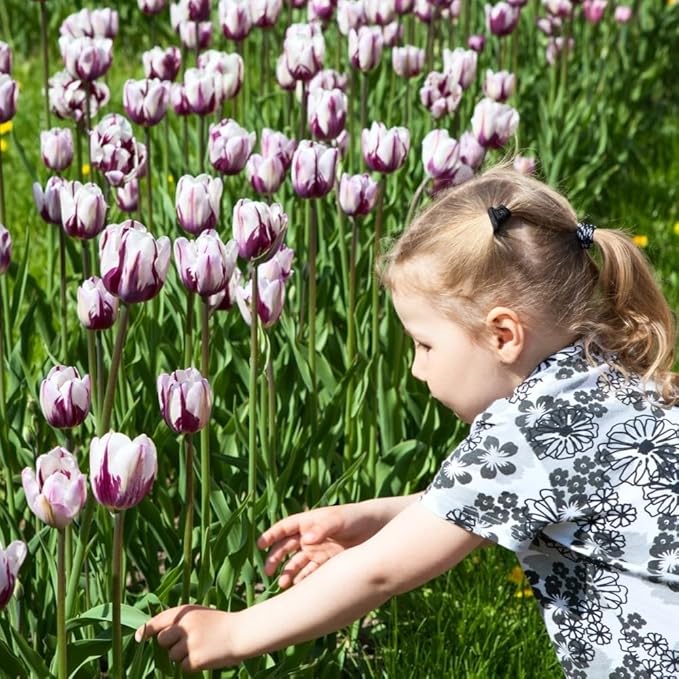 Blueberry Ripple Tulip Flowers -10 Bulbs - Vibrant Purple & White Perennial Blooms | Dramatic Spring Rembrandt Tulips for Garden & Cut Flowers | Pollinator Friendly | USDA Zones 3–8