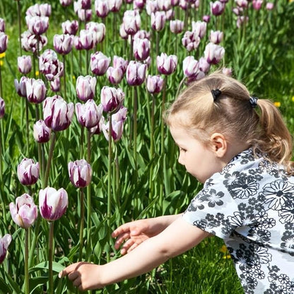 Blueberry Ripple Tulip Flowers -10 Bulbs - Vibrant Purple & White Perennial Blooms | Dramatic Spring Rembrandt Tulips for Garden & Cut Flowers | Pollinator Friendly | USDA Zones 3–8