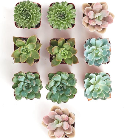 Shop Succulents Rosette Succulent Plant Pack Collection - Live Mini Succulent Plants, Low Maintenance, Floral Shaped Mix of Colors & Textures - Wedding and Party Favors, Gift & Garden, Pack of 10