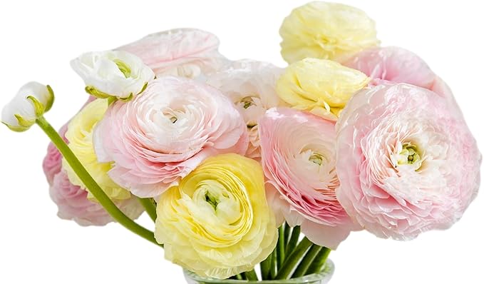 Easy to Grow Ranunculus Tecolote Pastel Mix - 50 Plant Bulbs Value of Pink, Yellow & White Flowers in Spring, Full Sun Mediterranean