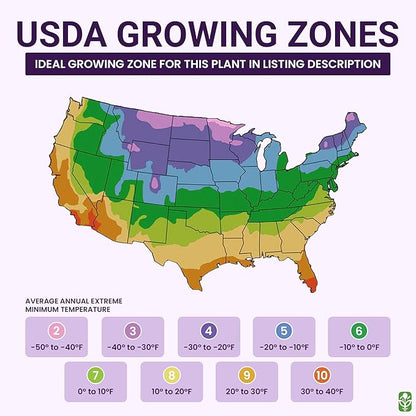 Chocolate Cherry Sunflower Seeds to Plant - Heirloom & Non-GMO - Large Package 200 Sunflower Seeds for Planting in Your Home Garden