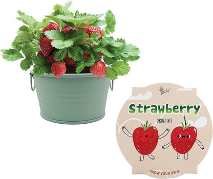 BUZZY Seeds Sage Green Painted Basin Strawberry Grow Kit, Indoor Fruit Plant Starter for Kids and Adults, Fun DIY Gardening Gift, Grow Your Own Snack, Party Favor or Holiday Present