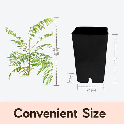 My Shelfie - Mini Jacaranda Tree, 3-4 Inch Tall Bonsai Tree in 2-Inch Pot, Trees Live Plants Outdoor Hardiness Zones 9-11, Bonsai Tree Live with Purple Flowers