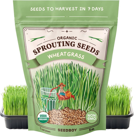 Seedboy Organic Wheatgrass Seeds for Microgreens - Non-GMO, USA Grown Microgreens Sprouting Seeds Mix (8 oz) (Hard Red Spring Wheatgrass)
