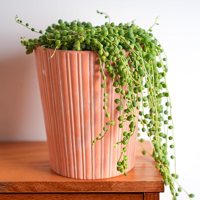 4" String of Pearls, Live Trailing Succulent Fully Rooted in Pots with Soil Mix, Rare House Plant for Home Office Wedding Hanging Decoration, DIY Projects, Party Favor