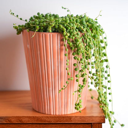 4" String of Pearls, Live Trailing Succulent Fully Rooted in Pots with Soil Mix, Rare House Plant for Home Office Wedding Hanging Decoration, DIY Projects, Party Favor