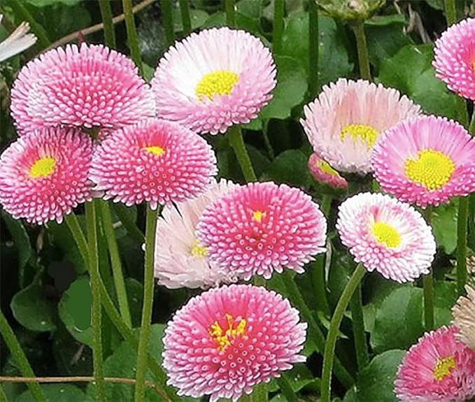 Mixed English Daisy Seeds - Beautiful Lawn Addition