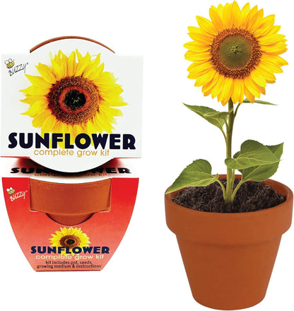 BUZZY Seeds Sunflower 12 Pack Terracotta Mini Grow Pots, Flower Planting Seed Starter Kit for Kids and Adults, Classic Collection Includes Easy Instructions for Growth Success, Gardening Gift