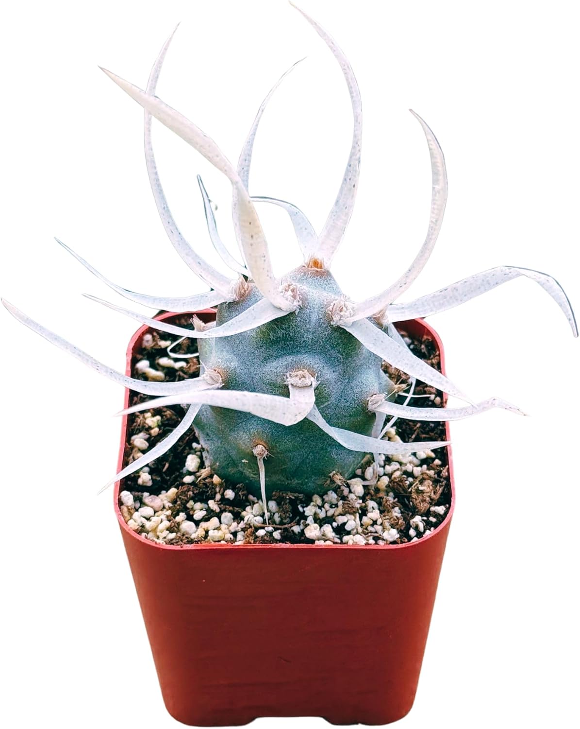 Succulents Plants Live 2inch Live Mini Succulent Plants, Easy Care House Plants Rooted in Succulent Soil Mix, by The Succulent Cult (Paper Spine Cactus - Tephrocactus Articulatus, 2 Inch)