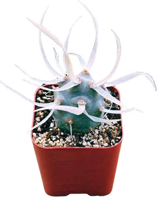 Succulents Plants Live 2inch Live Mini Succulent Plants, Easy Care House Plants Rooted in Succulent Soil Mix, by The Succulent Cult (Paper Spine Cactus - Tephrocactus Articulatus, 2 Inch)