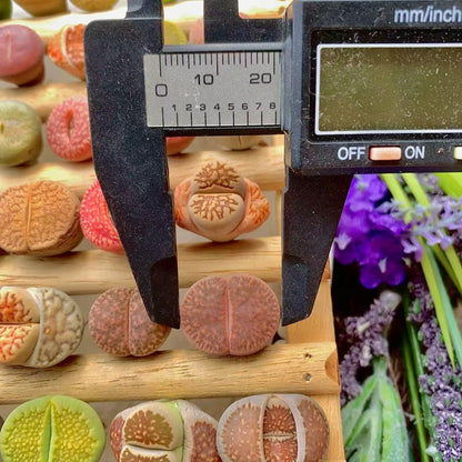 Lithops Succulent Plants Live – 0.6-0.8" 30 Pcs Rare Living Stones Mix, Succulents Bare Root Without Pot & Soil, Easy-Care Indoor Office Desk Decoration, Unique Plant Gifts for Succulent Lovers