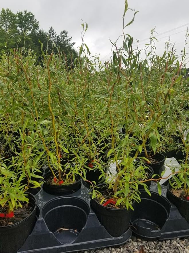 Scarlet Curls Corkscrew Weeping Willow - Live Plant - (2.5 QT)