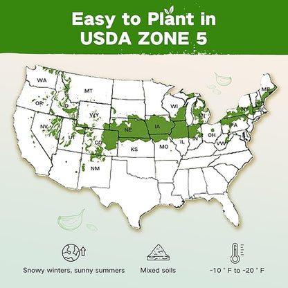 Lush&Dew Year-Round USDA Zone 5 Seed Bank, 32 Varieties Non-GMO Heirloom Seeds of Vegetables, Herbs, Gardening Gifts for Women Men, Emergency Survival Kit for Raised Garden Bed, Greenhouse