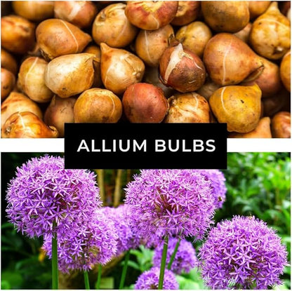 Purple Allium Bulbs for Planting - Easy to Grow Perennial Flowers, Top Size Bulbs, Large Spherical Blooms (5 Bulbs)