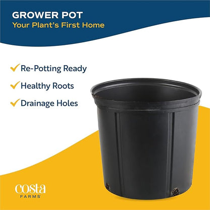 Costa Farms Majesty Palm Live Plant, Indoor or Outdoor Palm Tree in 10-Inch Houseplant Pot, Patio, Balcony, Office & Room Decor, 3-4 Feet Tall