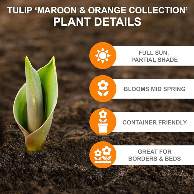 Garden State Bulb Maroon and Orange Mix Triumph Tulip Flower Bulbs, 12/+ cm, Fall Planting (Bag of 100)